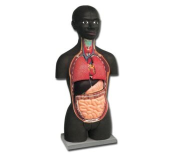 MINI TORSO – african – 16 parts