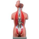 TORSO DUAL SEX OPENBACK - 27 parts