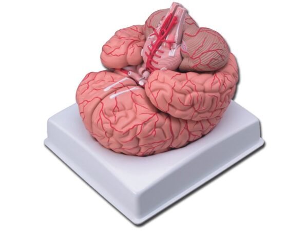 BRAIN WITH ARTERIES