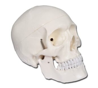 VALUE HUMAN SKULL – 1X