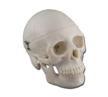 MINI SKULL – 0,5X